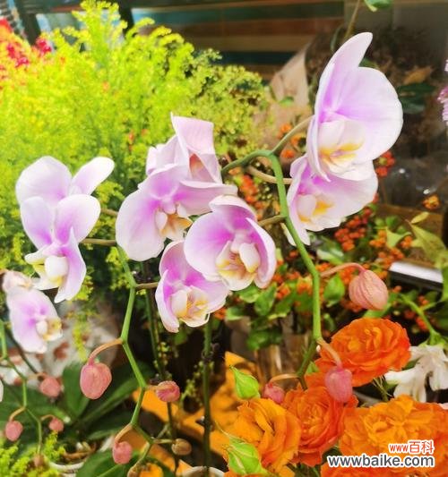 铃铛兰花的花语是什么？铃铛兰花寓意着什么？