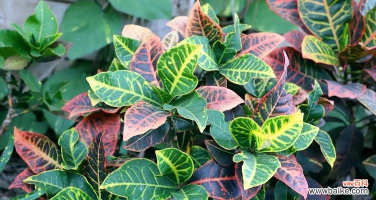 变叶木花的花语有哪些?它象征着什么?