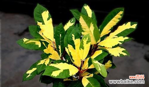 变叶木花的花语有哪些?它象征着什么?