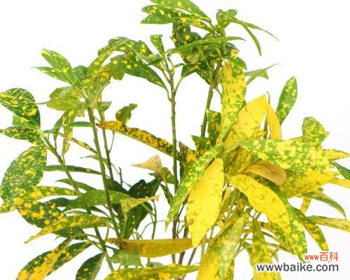 变叶木花的花语有哪些?它象征着什么?