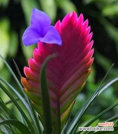 独特少见的花语是什么？独特少见的花有什么寓意吗？