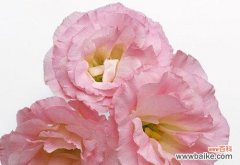 探索康乃馨的深层内涵，解读每个颜色的含义 康乃馨花语和寓意