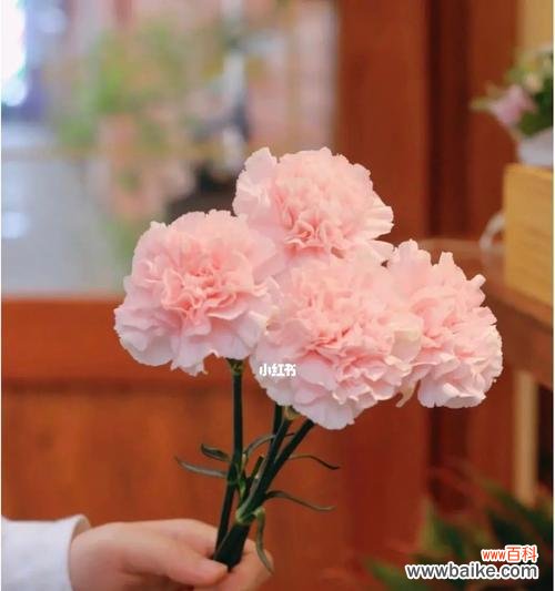 用康乃馨向世界表达真挚情感 康乃馨花语