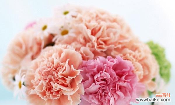 探寻康乃馨花语的含义,传递爱、感恩与勇敢的力量 康乃馨花语之美