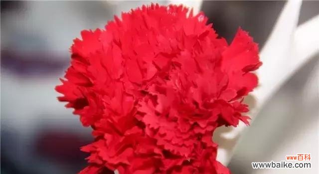 以康乃馨花语传递真情与祝福 康乃馨花语的深意与表达