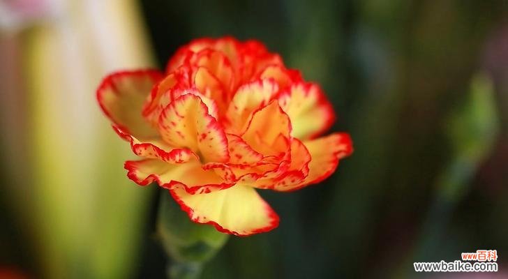 以康乃馨花语传递真情与祝福 康乃馨花语的深意与表达