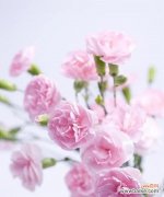 探索康乃馨花语的背后含义及文化内涵 康乃馨花语与其意义