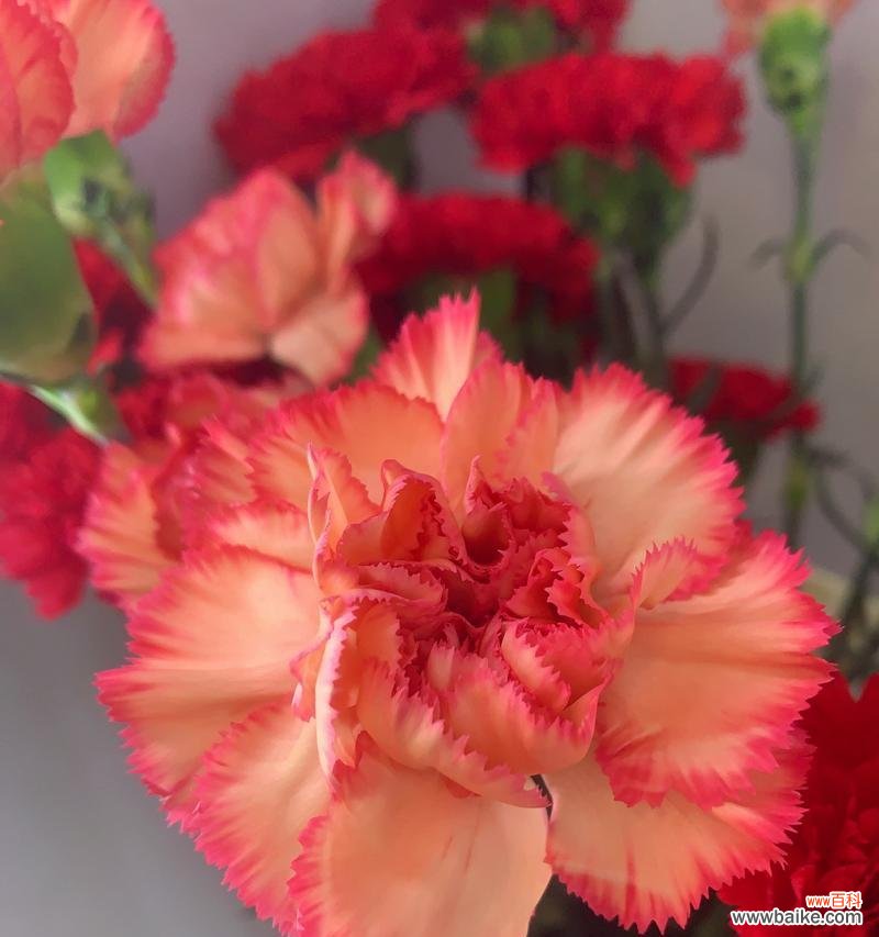 美丽的康乃馨,蕴藏着什么深意? 康乃馨花语与寓意解读