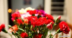 美丽的康乃馨，蕴藏着什么深意？ 康乃馨花语与寓意解读