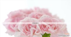 康乃馨花语的含义和适用对象解析 以康乃馨花语适合送什么人