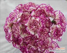 传递美丽与爱的康乃馨花卉文化 康乃馨的意义与传承