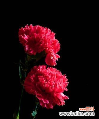 传递美丽与爱的康乃馨花卉文化 康乃馨的意义与传承