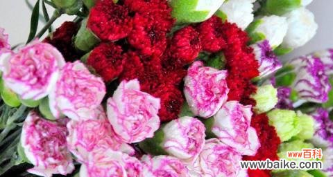 传递美丽与爱的康乃馨花卉文化 康乃馨的意义与传承