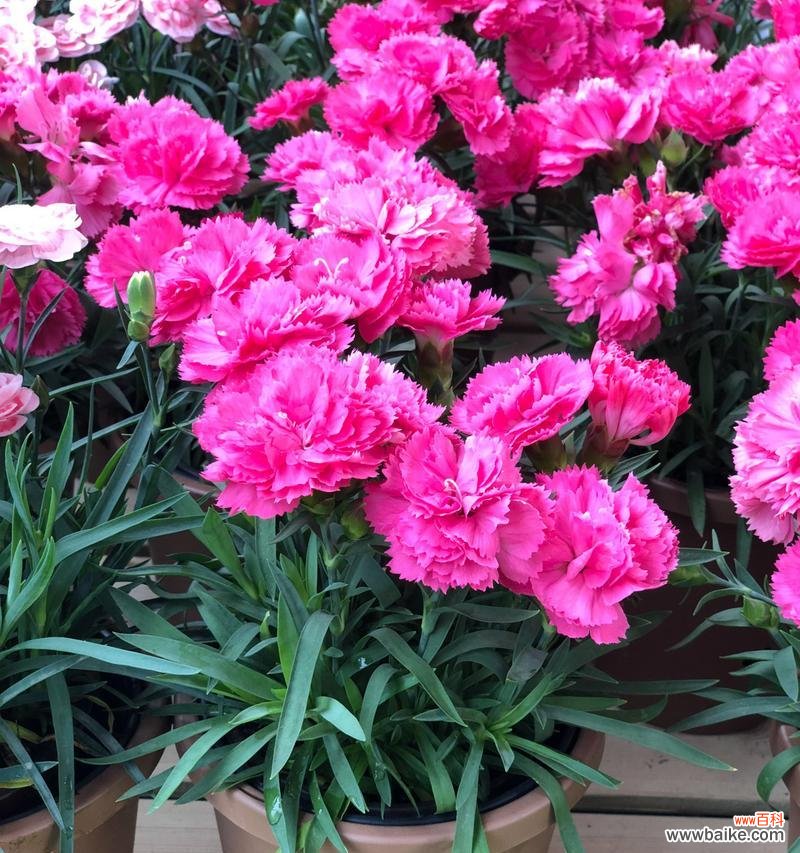 揭示康乃馨背后的深意与情感 康乃馨的花语与象征意义