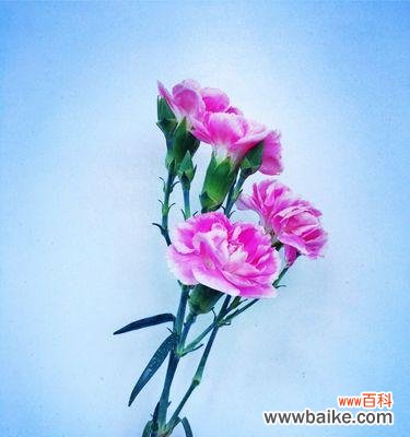 爱的力量 康乃馨之精神