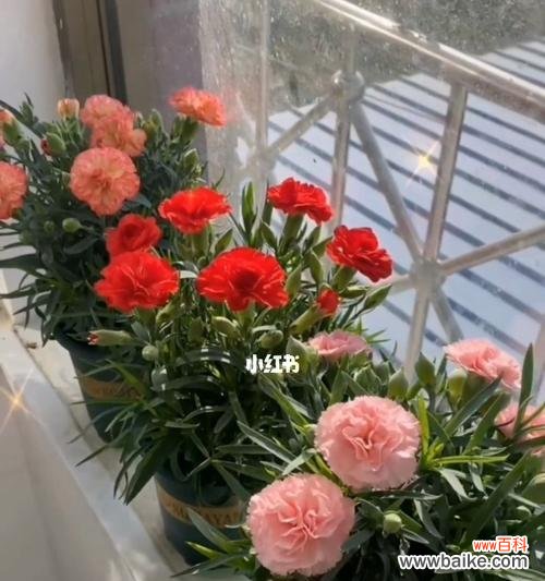 爱的力量 康乃馨之精神