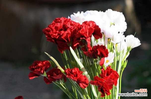 传递爱与祝福的花语 康乃馨送亲人的美好寓意