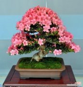 探索杜鹃花的象征意义 杜鹃花的花语与寓意