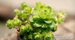 祝福 多肉花语与寓意大揭秘