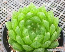 营造和谐氛围 多肉植物的寓意和象征风水之秘