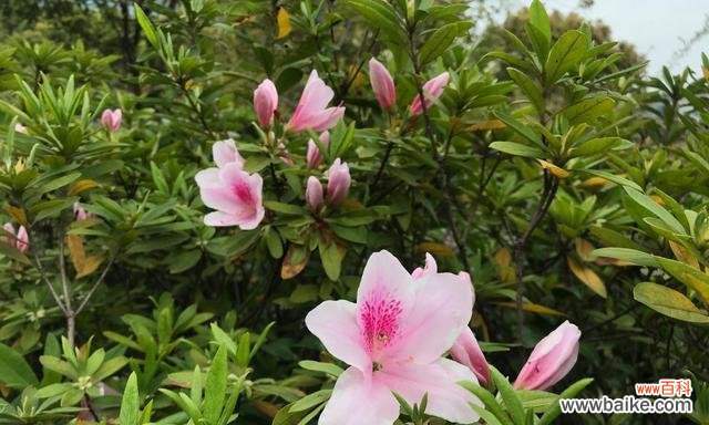 探寻杜鹃在文化中的意义与象征 杜鹃的象征意义及古代的寓意