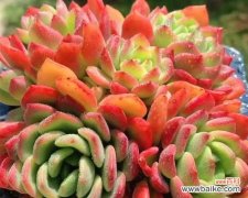 以多肉探索自然与生命的奥秘 多肉植物