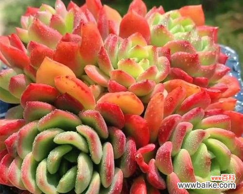 以多肉探索自然与生命的奥秘 多肉植物