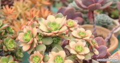 探究多肉花的开花风水意义与益处 多肉花开花风水寓意