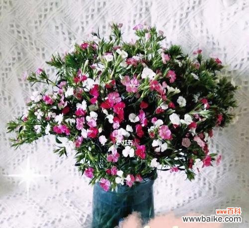 探索相思梅的情感象征及文化内涵 相思梅的花语与寓意