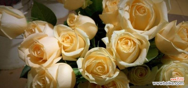 探索香槟玫瑰的神秘与美丽 香槟玫瑰的花语与象征意义