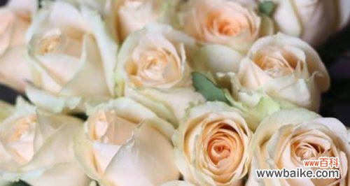 花语和寓意揭示的香槟玫瑰之美 香槟玫瑰