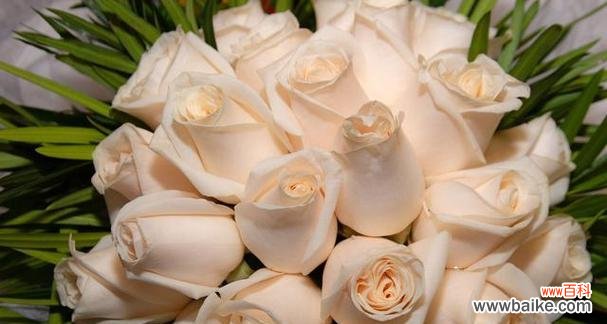 探寻香槟玫瑰的深层涵义与美丽 香槟玫瑰的花语及象征意义