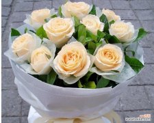 探索香槟玫瑰背后的情感与美丽 香槟玫瑰的寓意与象征意义