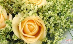 揭秘香槟玫瑰花的内涵与文化背景 香槟玫瑰花的意义与象征