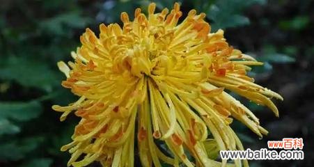 错误季节开花的花语是什么？它传递了哪种信息？