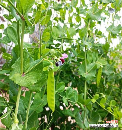 错误季节开花的花语是什么？它传递了哪种信息？