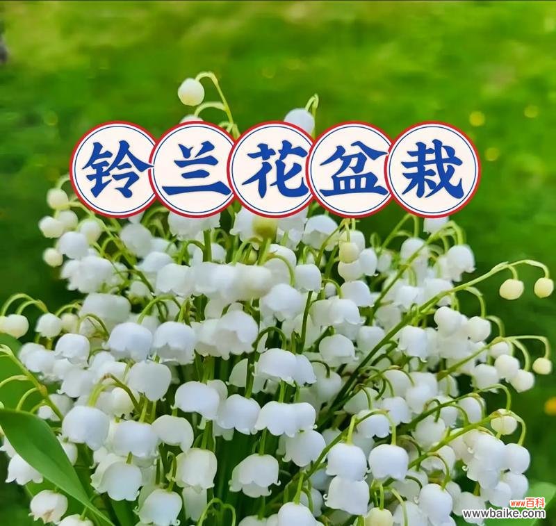 错误季节开花的花语是什么？它传递了哪种信息？