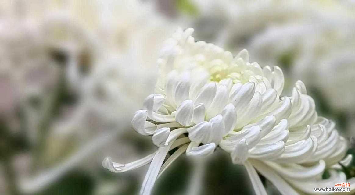 白菊的寓意和花语有何特别含义？