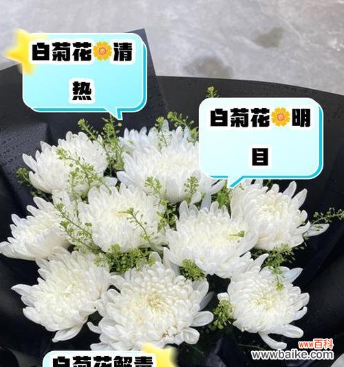 白菊的寓意和花语有何特别含义？