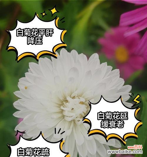 白菊的寓意和花语有何特别含义？