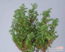金豆植物的花语和寓意是什么？代表了什么？