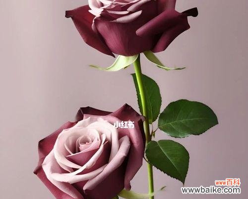 忧郁之花通常表达什么样的花语？