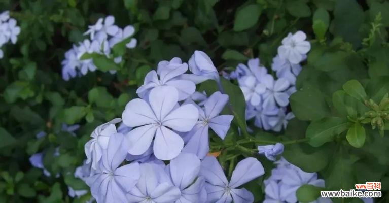 忧郁之花通常表达什么样的花语？