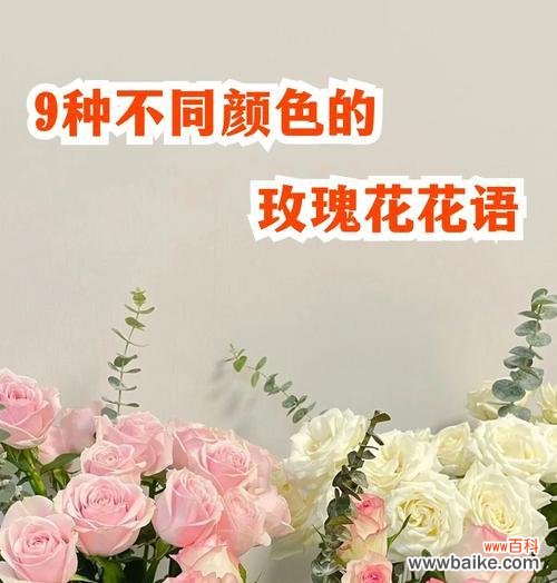 红玫瑰的花语有哪些?