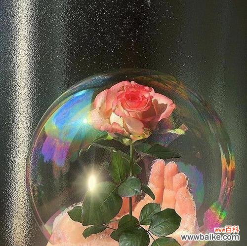 盛恩母亲的花语表达了哪些情感?