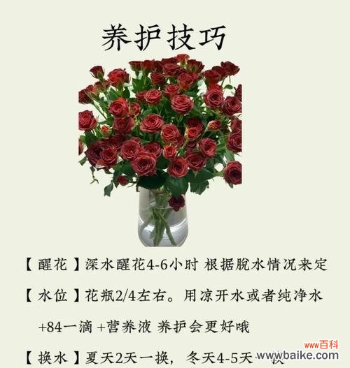 神奇玫瑰的花语有何特别之处?