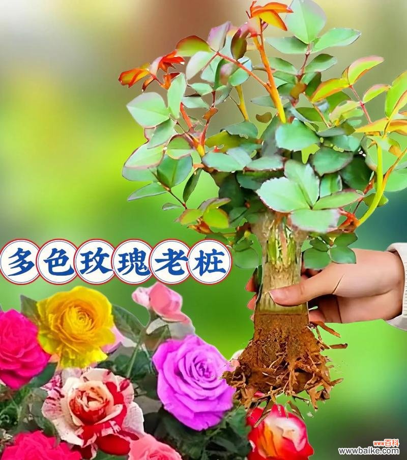 神奇玫瑰的花语有何特别之处?