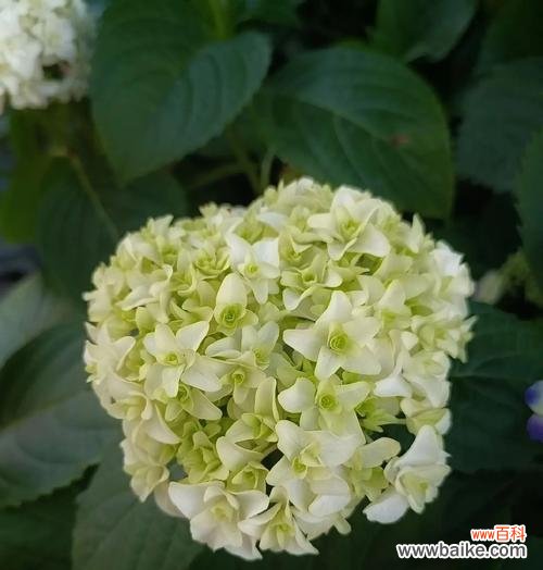 花语五朵花什么寓意啊?五朵花代表什么?