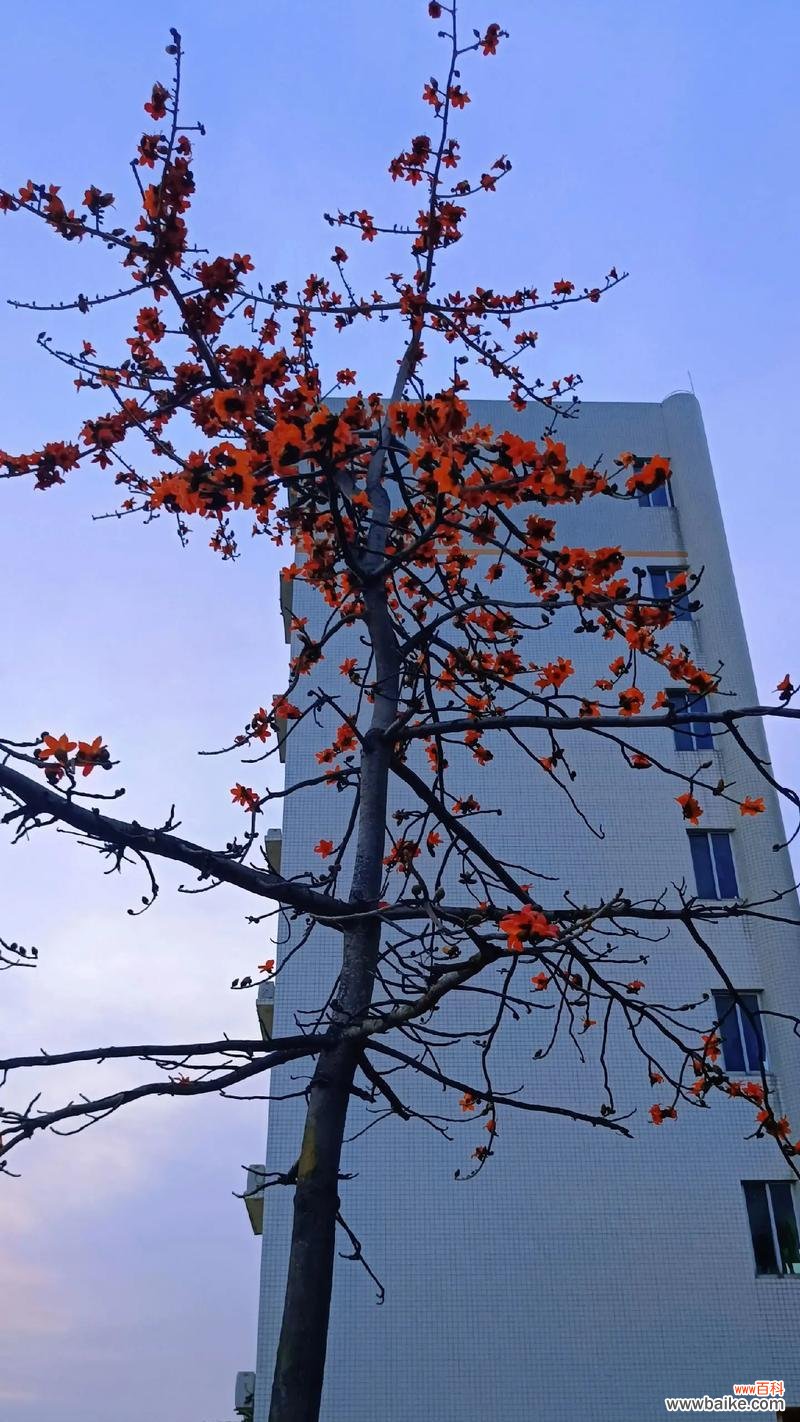 花语五朵花什么寓意啊?五朵花代表什么?