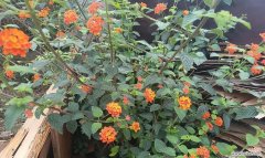 花语五朵花什么寓意啊？五朵花代表什么？